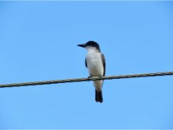 Giant Kingbird